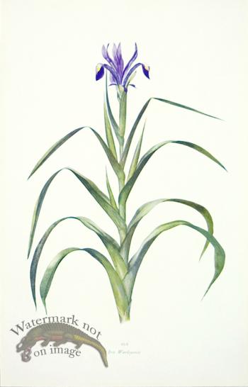 Dykes Iris 04